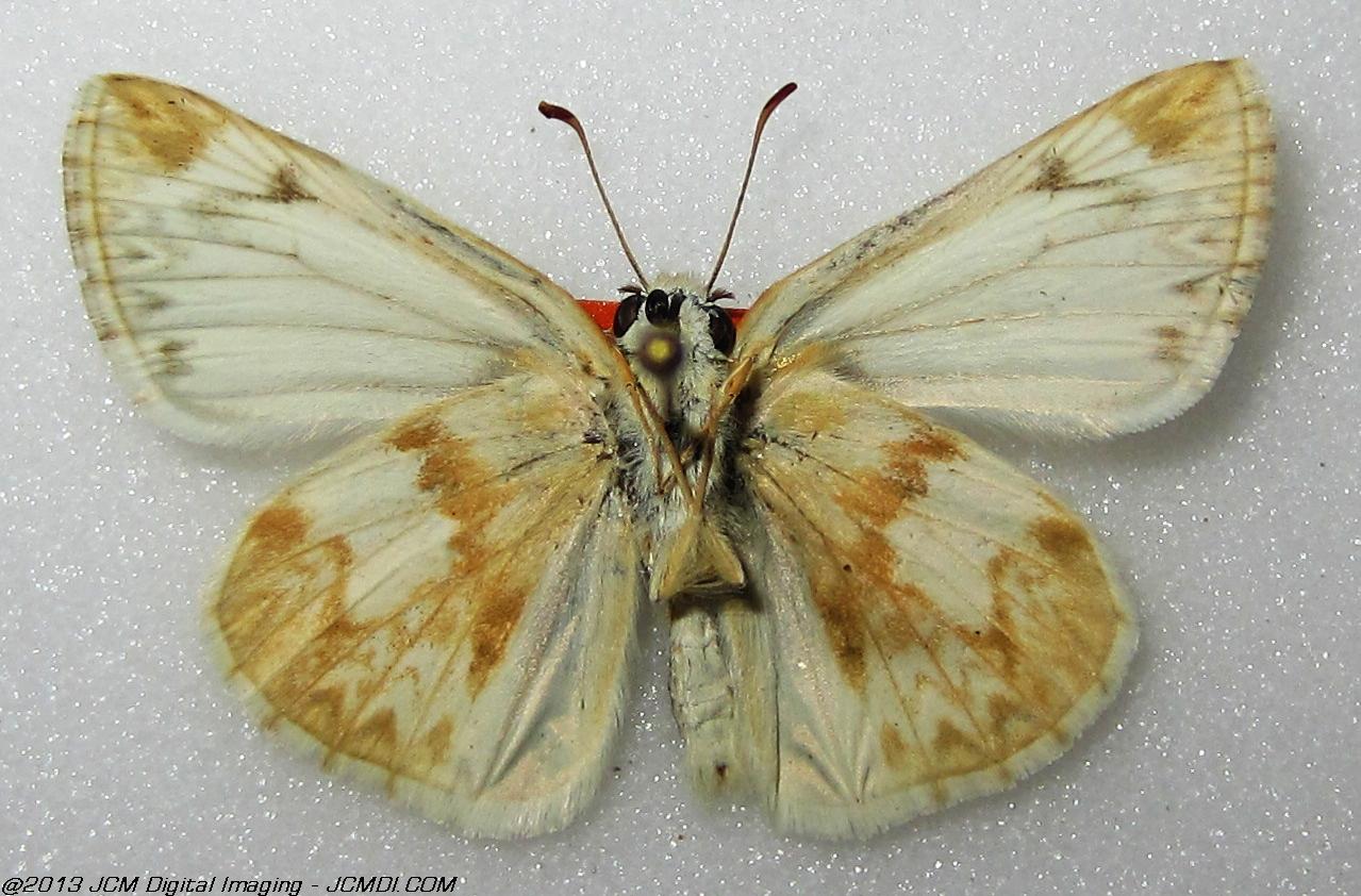 Unidentified Skipper